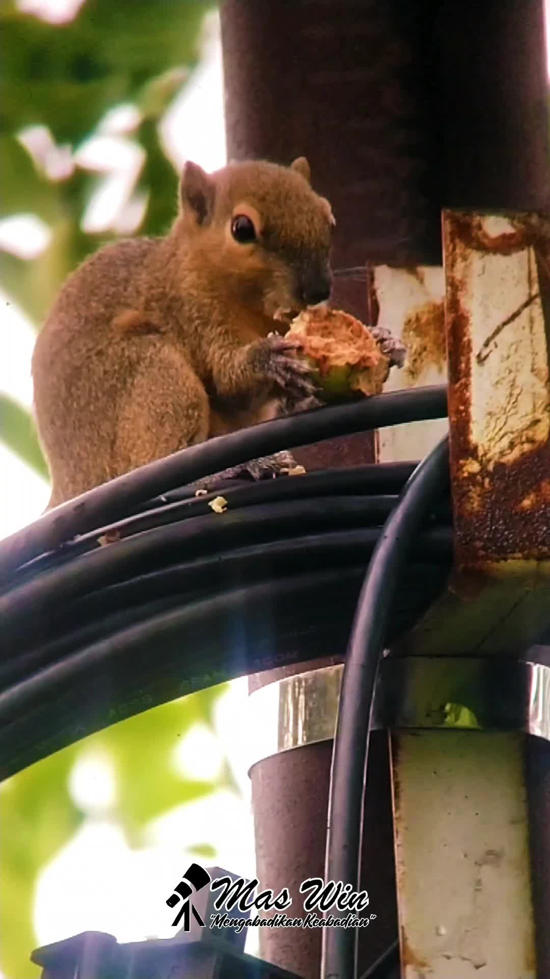 BAKAL MENYESAL JIKA TIDAK MELIHAT VIDEO INI SAMPAI AKHIR, HEWAN INI AKAN MELAKUKAN HAL DILUAR NALAR 🧐 
 #burungkicau  #burungkicau  #perangk