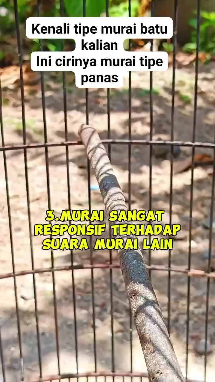 kenali murai anda! apakah tipe panas, atau tipe dingin!! 
 #RCTIPlus   #HOTrctiplus   #RCTIoke 
 #pecintaburungkicau  #kicaumania  #burungki