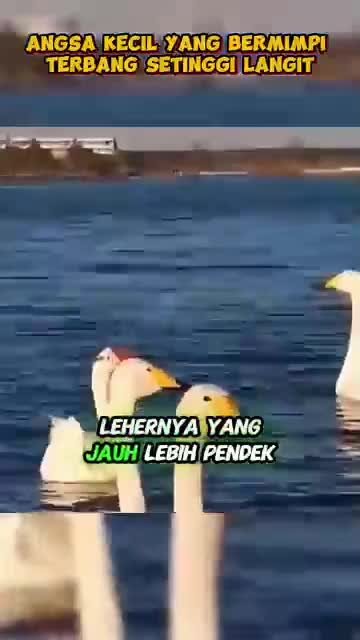 siapa pernah makan telur angsa?  #Funny animals wkwkwkw 