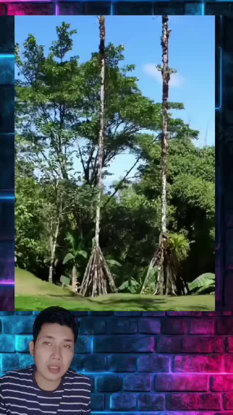 Fakta Unik Walking Palm Tree atau Pohon Berjalan di Amazon.
 #faktaunik  #pohonberjalan  #walkingpalmtree  #amazon 