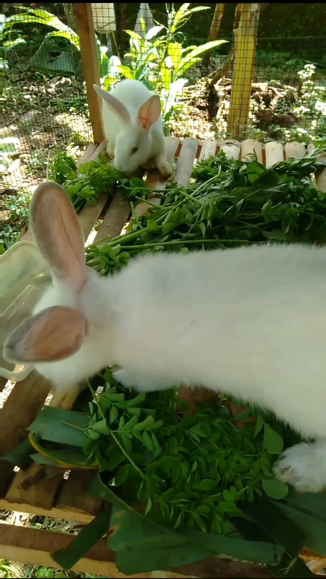 pagi pagi lihat kelinci  #ternak  #kelinci  #hewan   #vlog 