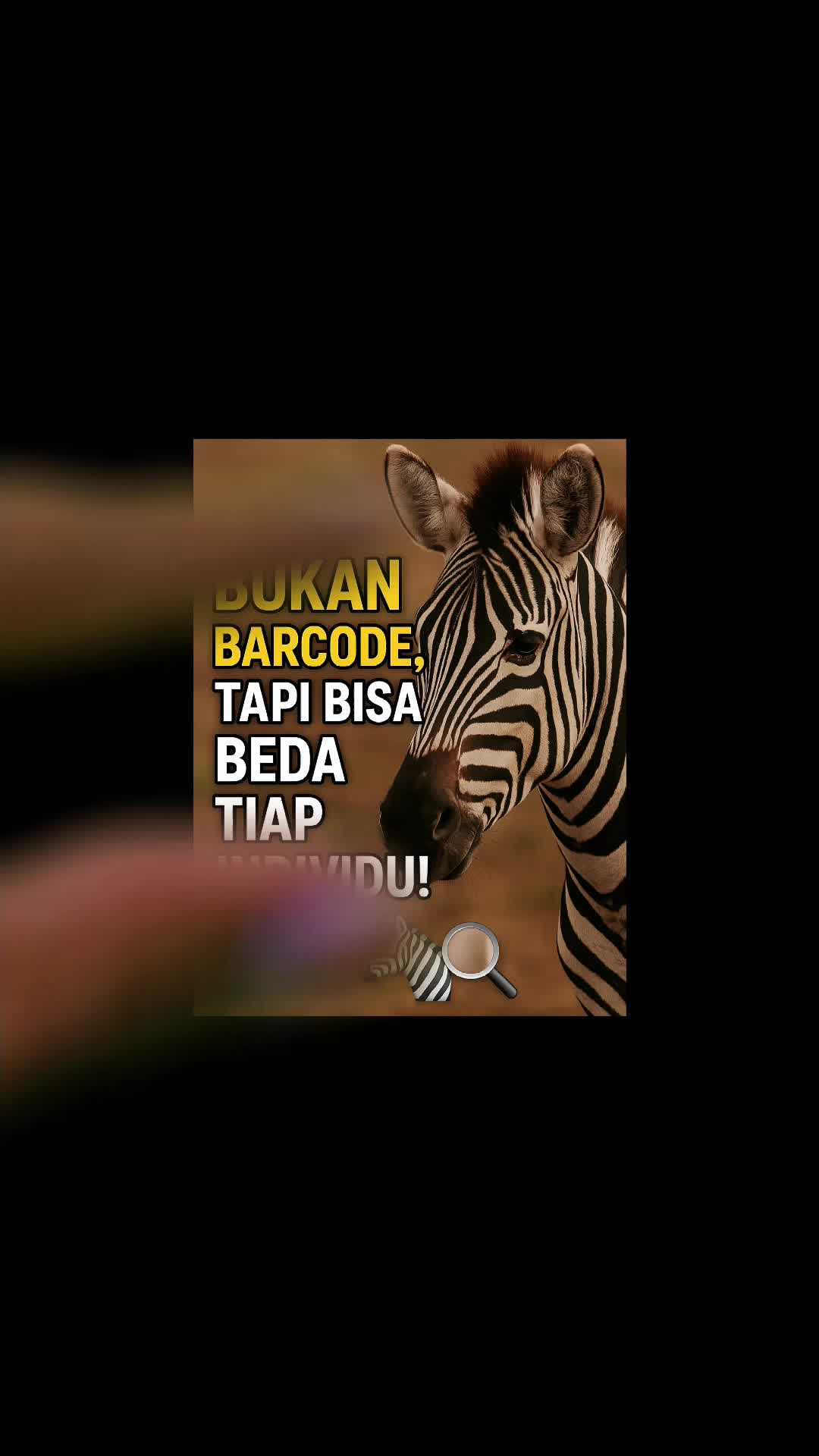 Bukan Barcode, Tapi Bisa Beda Tiap Individu! 🦓🔍