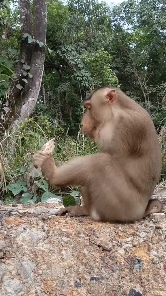 gak punya tangan masih bisa manjat pohon 