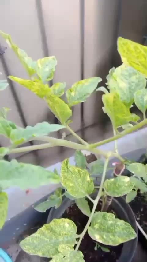 kenapa ya daun tomatku kuning  #kebunshaka 