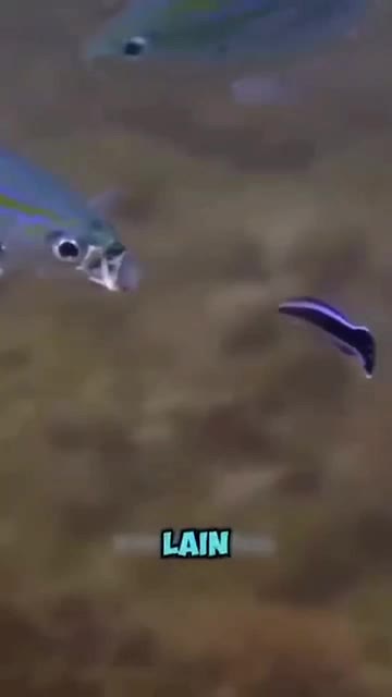 Ikan Pembersih Mulut #fyp #fypシ゚viral #HOTrctiplus #RCTIPlus #viral #rcti #rigelagency