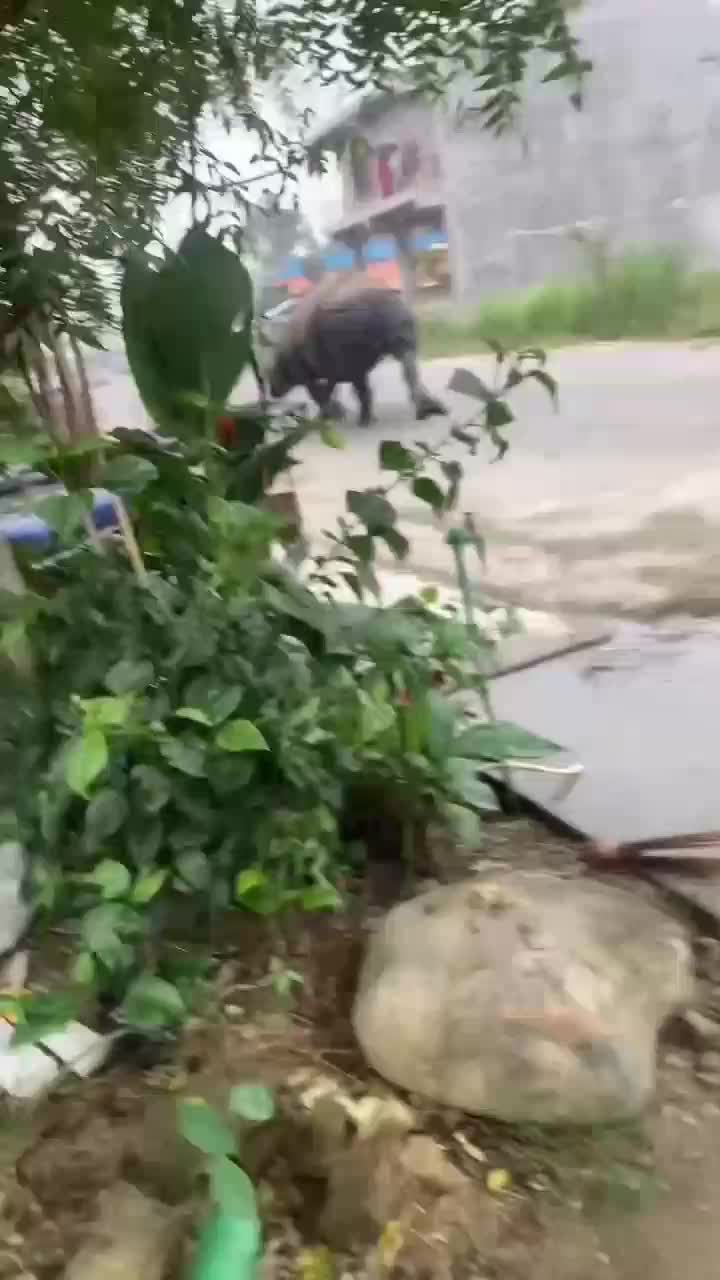 awas ada badak