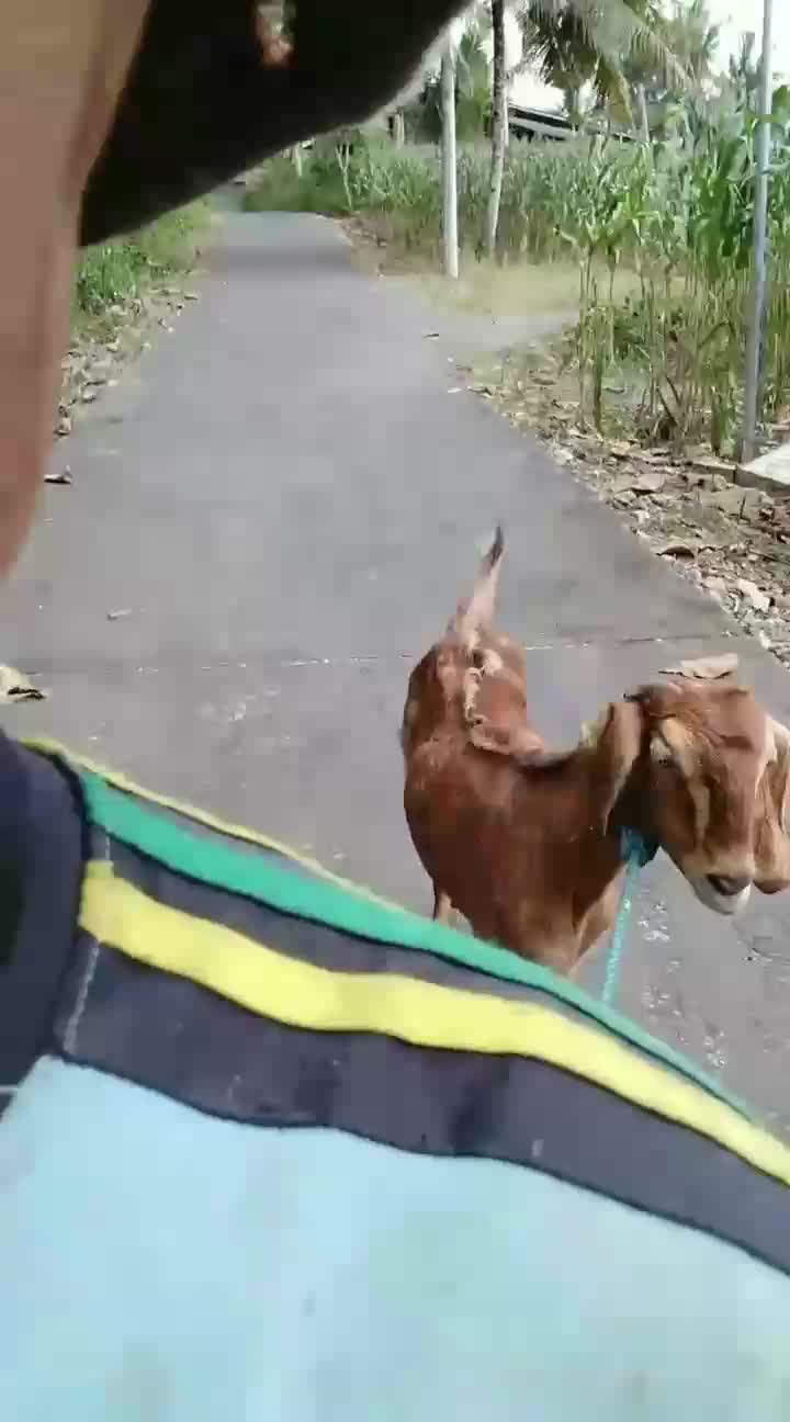 jalan jalan kambing