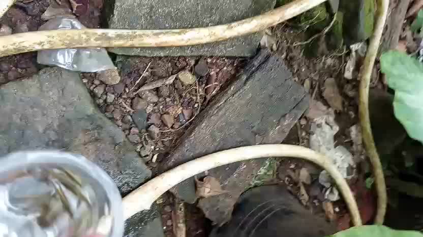 di daerah kalian apa namanya? 