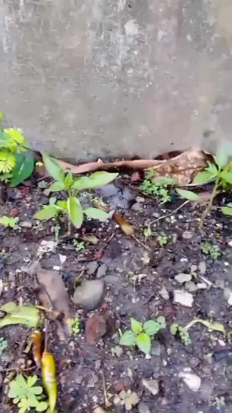 #ideberkebununtukpemula #cabebusukjadibibit #kebunshaka #tipsbekebun #kebunshaka 