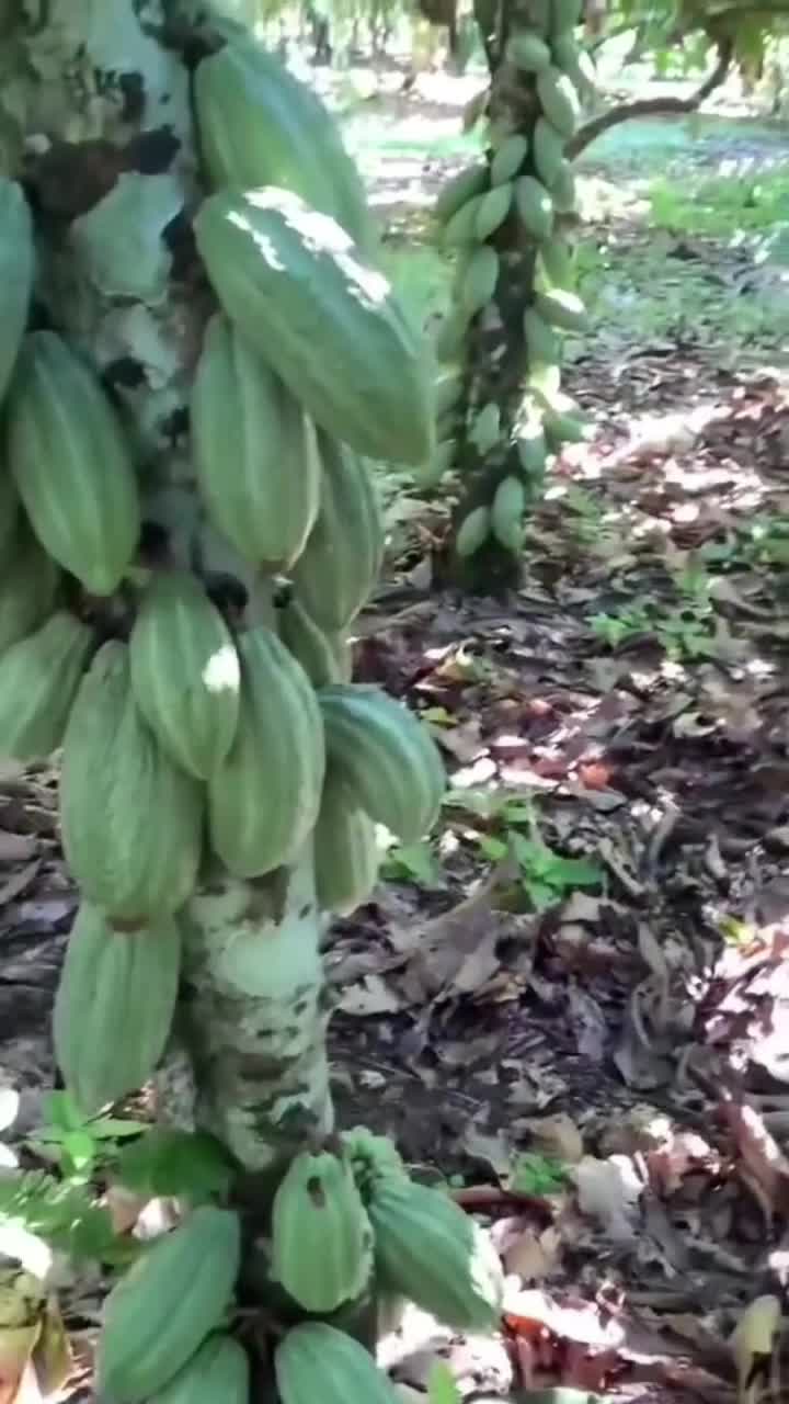 kebun kakao lokal 
 #kakao  #Berkebun 