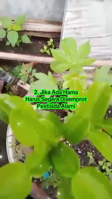 tips daun jeruk tumbuh lebat  #tipsberkebun  #tips  #kebunshaka  #daunjeruk 