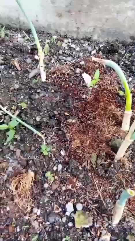 POC dari #yieldmore Pestisida dari yieldome pastinya cocopeatnya juga dari yieldmore. #berkebun #rekomendasipupuktanamanyangterbaik #bestgar