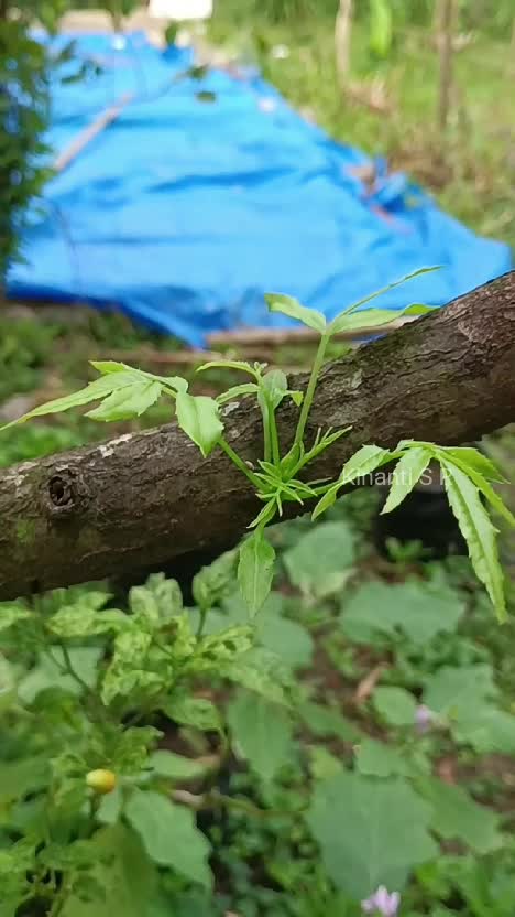 Suara alami setiap pagi. Ini kebunku yg lama ya sebelum di tata ulang #berkebun #beternak #suasanapedesaan #hidupdidesa 