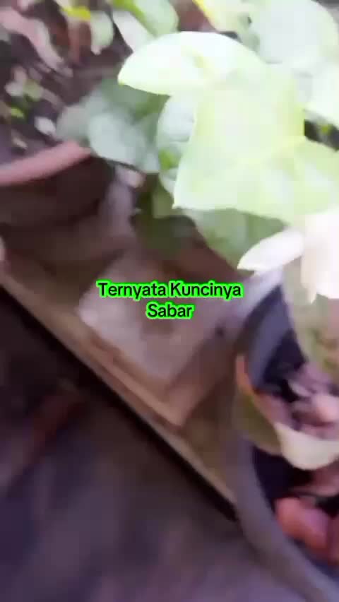 nenggok melati mekar  #kebunshaka 