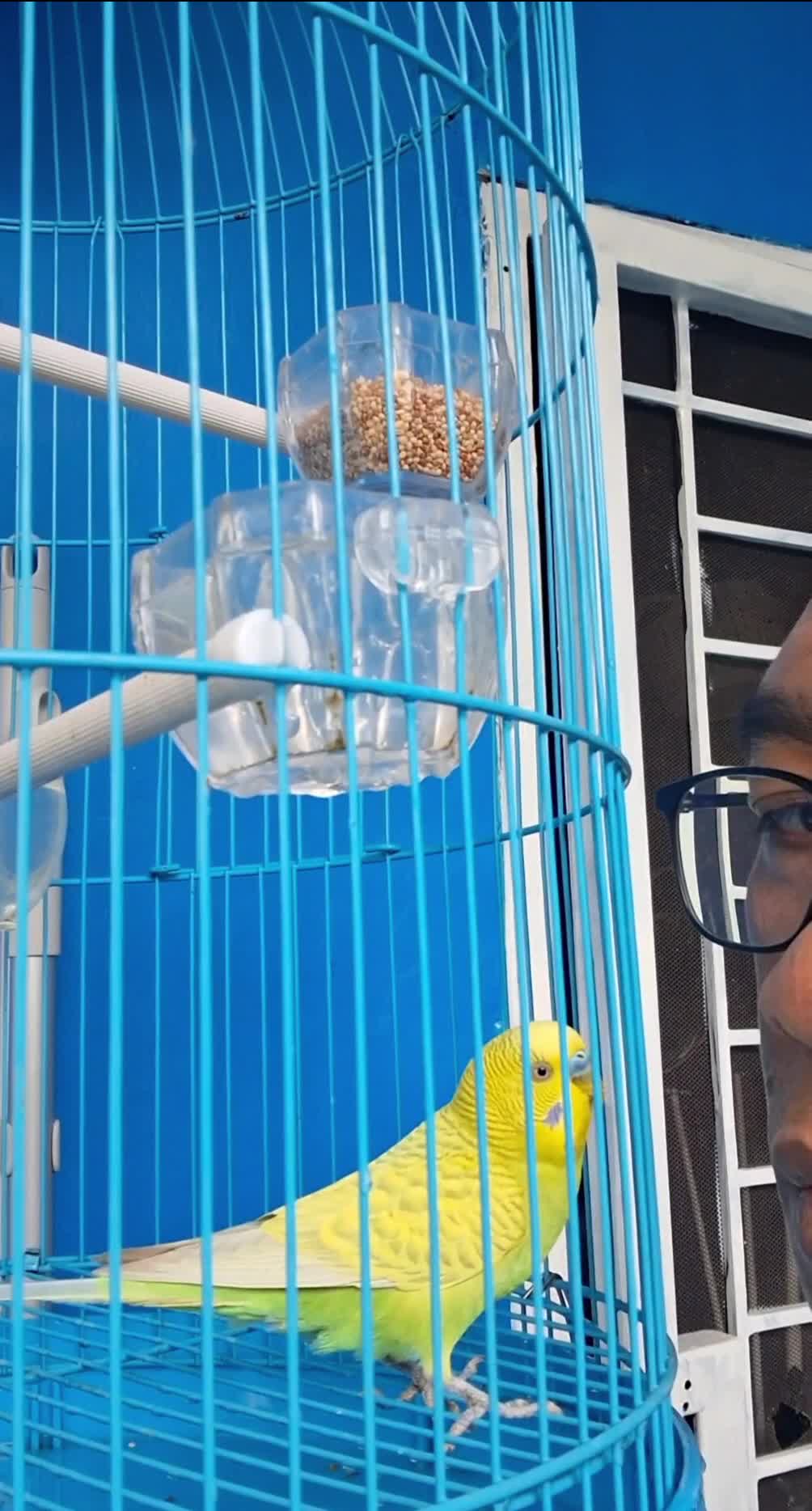 Hiburan Baru #burungparkit #huburan 