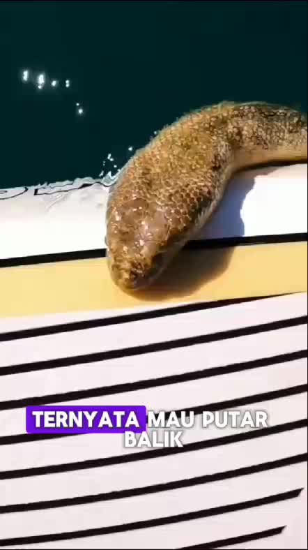 ular di laut  #animal  #viral #shorts  #fyp #fypシ  #shortplus 