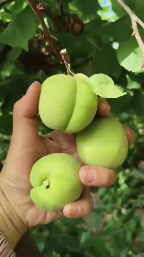 di kalian buah apa ini best?  #fyp  #Viral  #trending 