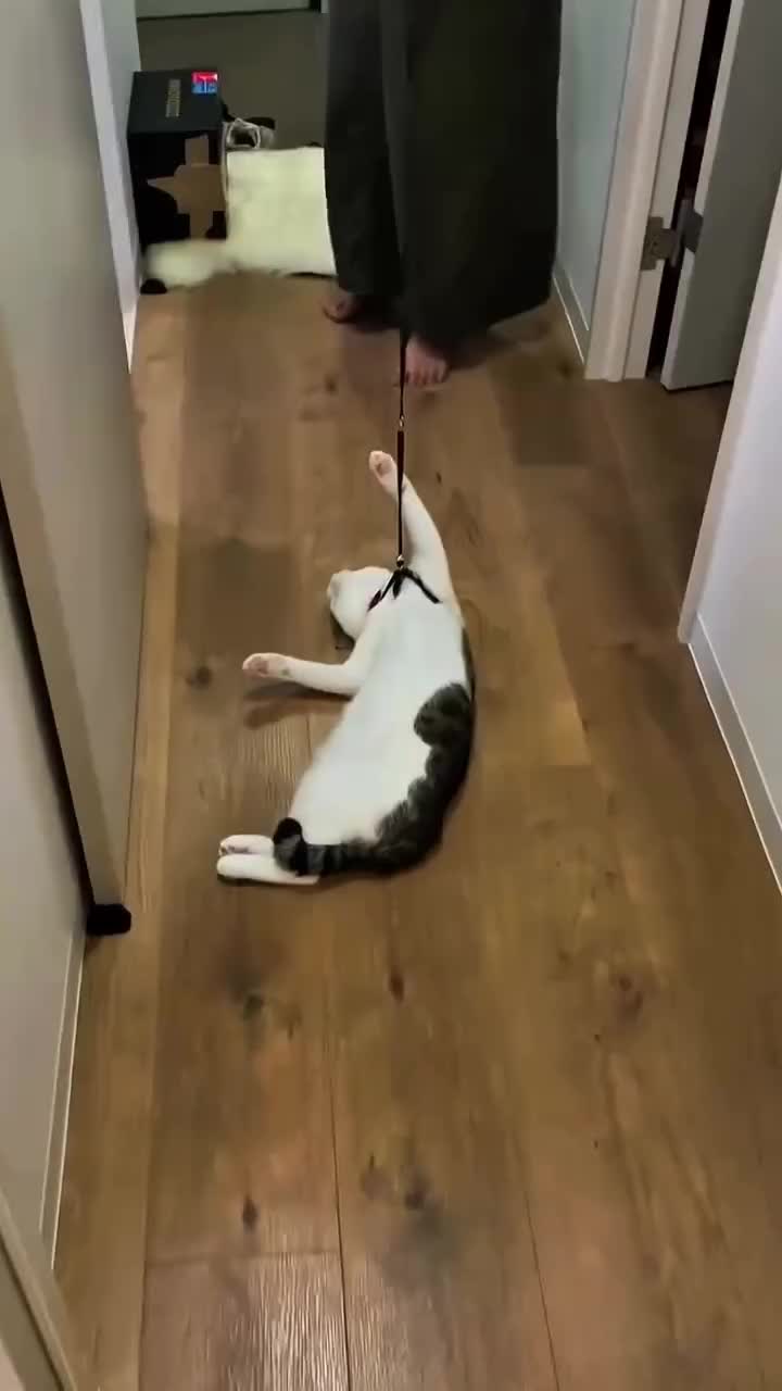 gangguin tidurrr

#HOTrctiplus #shortplus #kucingoyen #duniakucing