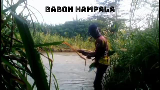 tarikan babon hampala memang mantap 