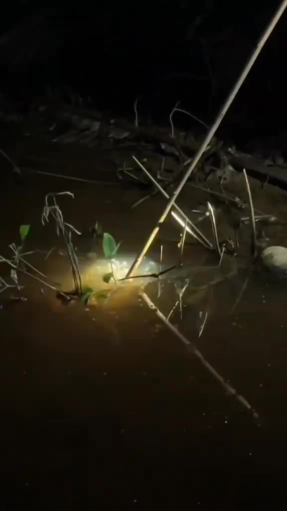 nombak ikan besar di parit kecil, dapat banyak #ikan #cariikan #seru #bolang #viral  