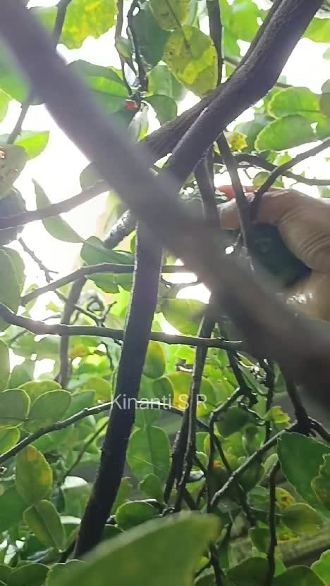 Panen jeruk nipis di kebun #hidupdidesa #berkebundihalaman #naturalsound 