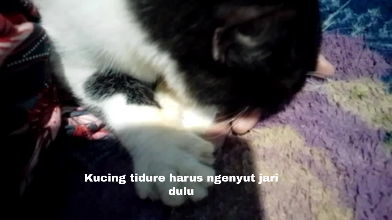 kucing kalian kalau mau tidur gimana guys 

 #kucinglucu #CatLovers  #catlovers #Kucing #duniakucing #cat #kucinggemoy 
