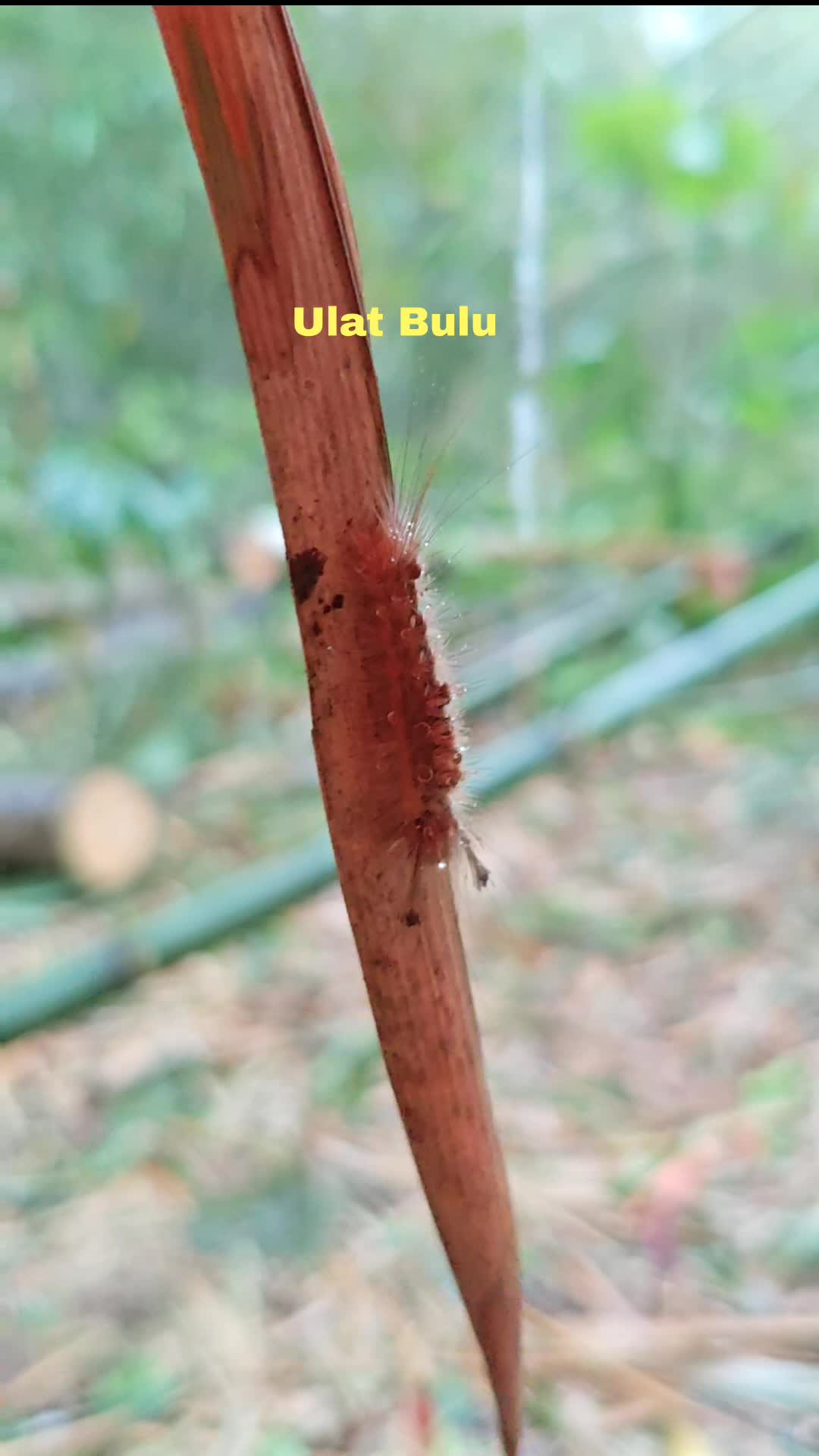 Ulat bulu kehujanan  #ulatbulu  #hujan 