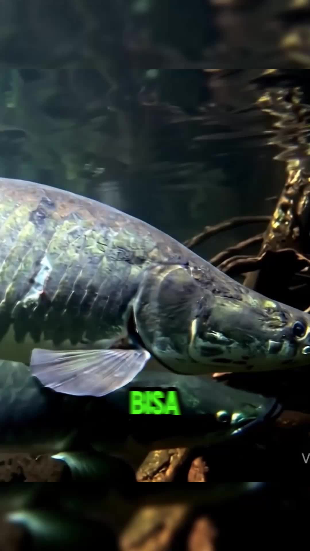 "Ikan Ini Bisa Bernapas Udara & Tumbuh Lebih Besar dari Manusia!"
