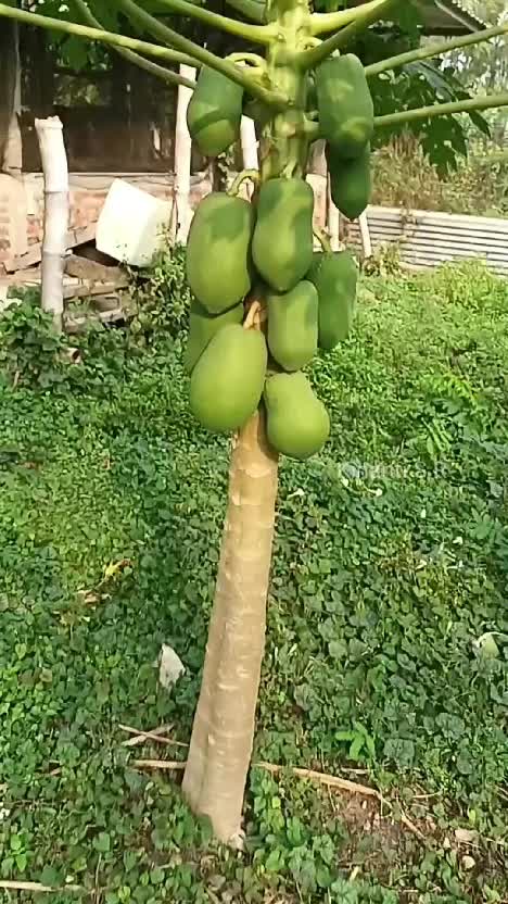 Petik pepaya muda di kebun. Mau bikin oseng pepaya, ada yg sudah pernah coba? #Berkebun #suasanapedesaan #petiksayur #petikbuah 