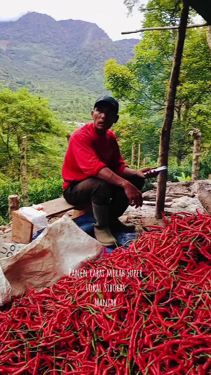 panen cabai merah besar,super mantab.benih lokal siboras
 #siboras #benihcabailokalsiboras  #Petanicabe  #Harga Cabe 
