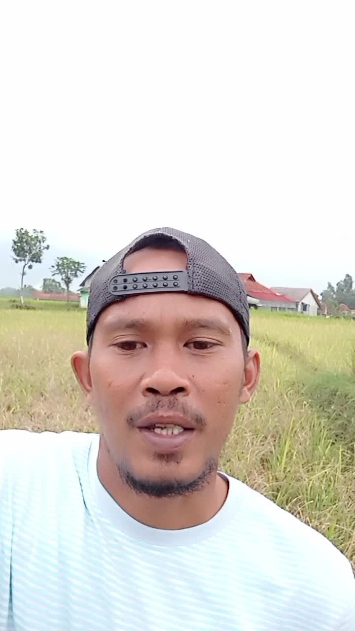 hama tikus bikin petani gagal panen??? #petanimilenial  #hamatikus 