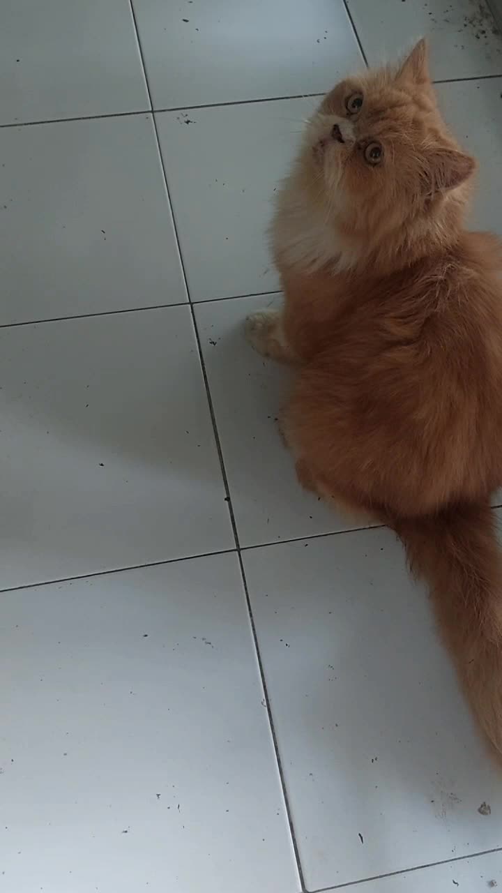 lihat apa tuhhh