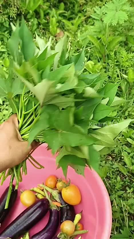 Petik sayur dari kebun samping rumah #berkebun #bercocoktanam #berkebundirumah #suasanapedesaan #hidupdidesa #shorts #shortplus #RCTIPlus 