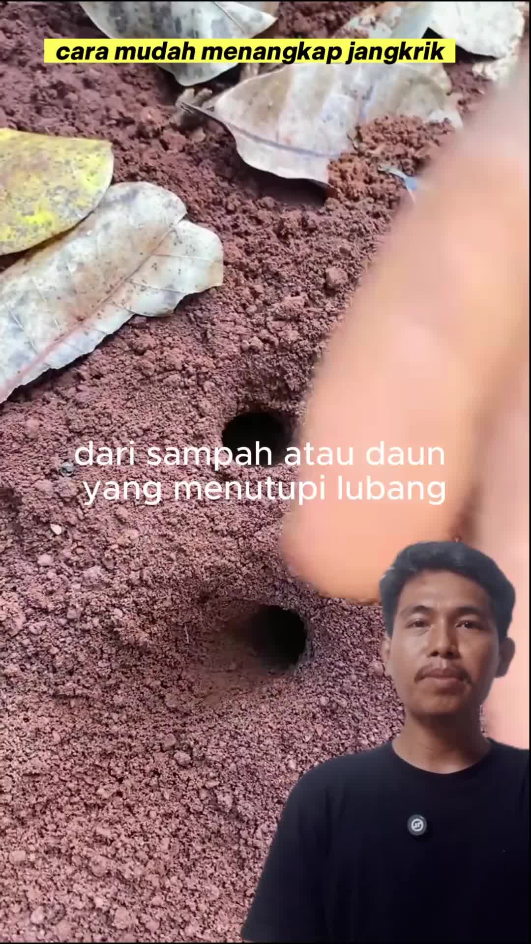 cara mudah menangkap jangkrik #jangkrik #semut #keren