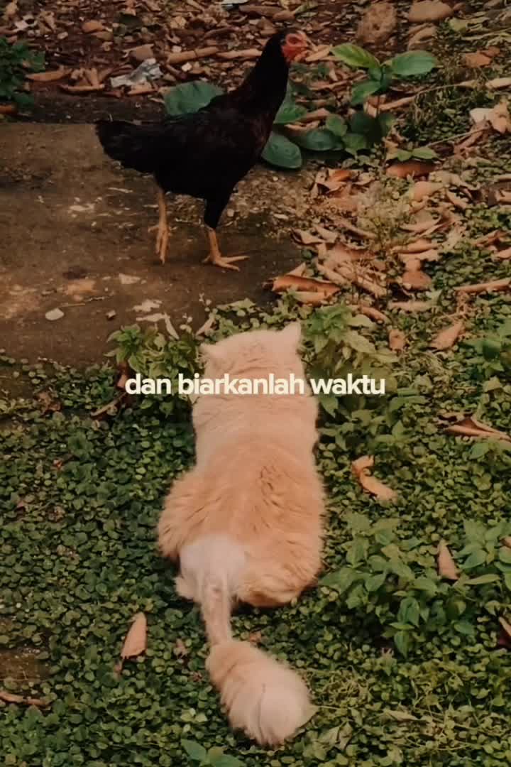 anabul yang telah tiada itu buat merindu ya..

#Kucing #kucinglucu #kucingoyen #anabul #abrinathecatfamily #abrinabuldudut #abrinabulandgeng