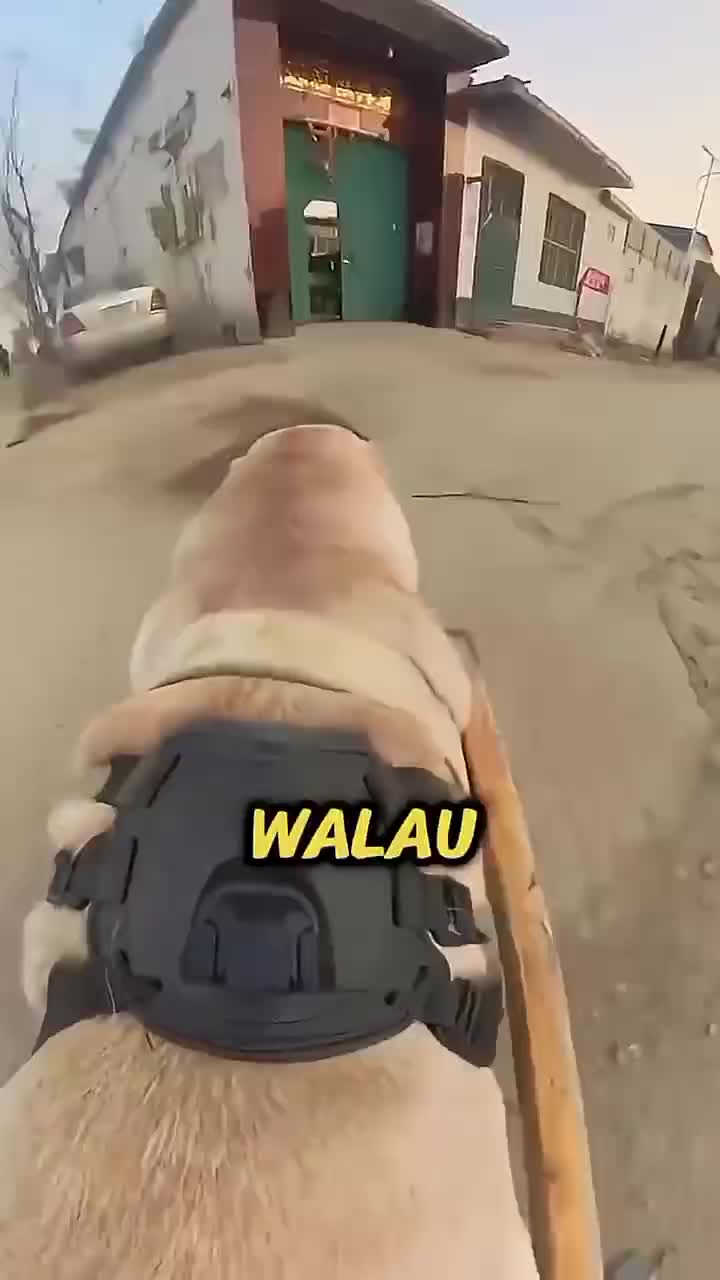 lihat ini guys  #RCTIPlus  #HOTrctiplus  #rcti  #HomeOfTalentRCTIPlus  #virall  #trending 