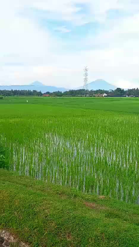  #desa #sawah #pemandangantepisawah #ambalmirit #kebumen #gunungmerapi #gunungmerbabu 