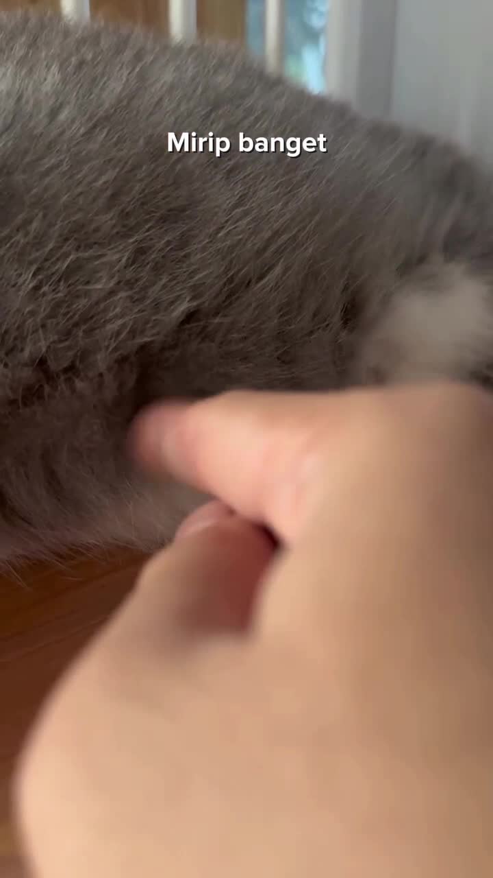 Mirip banget
#Fyp #kucing #kucingindonesia #videoviral #videolucu #videongakak #ngakak #lucu #like #dagelan #HOT