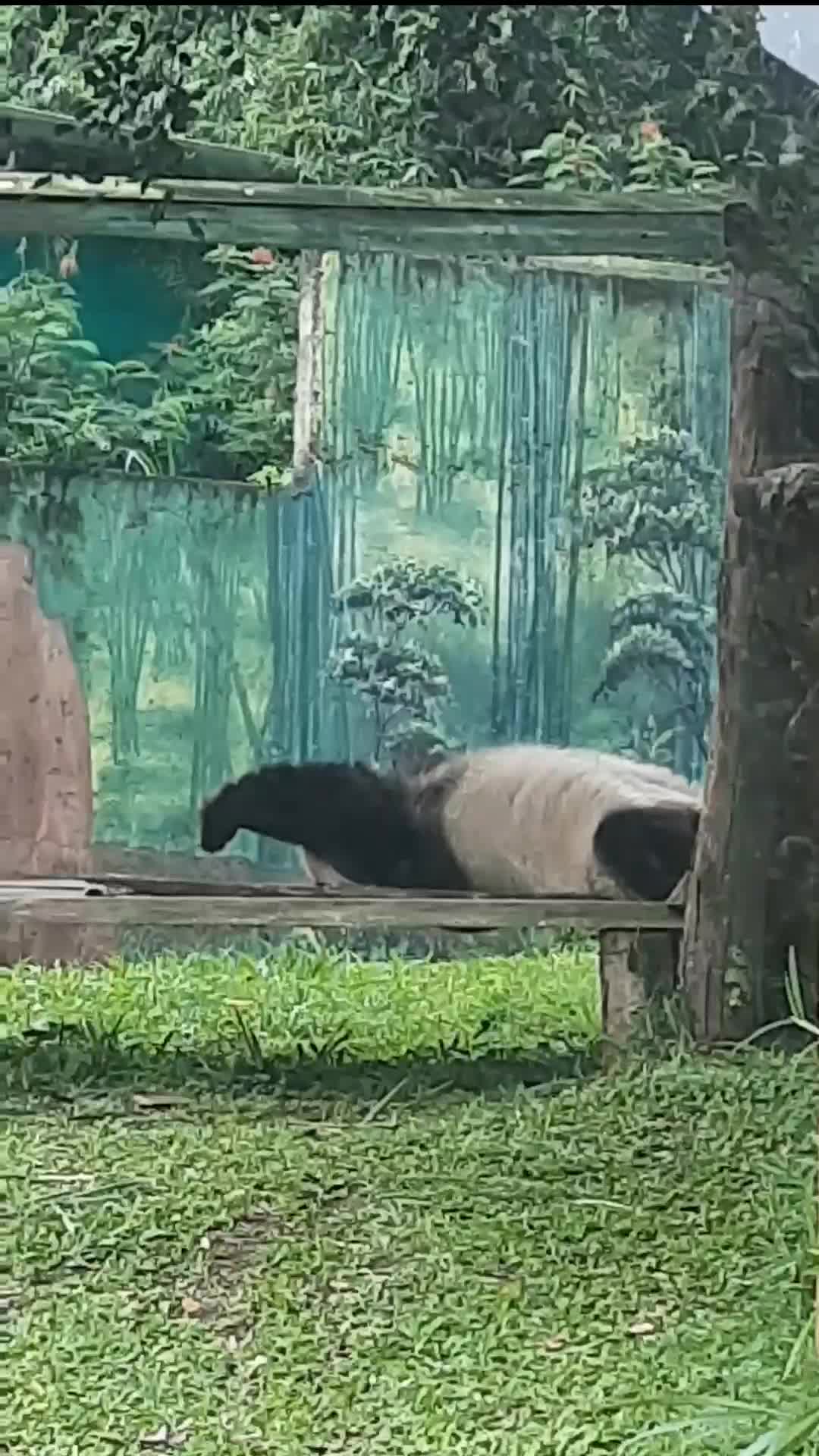 Panda bobok