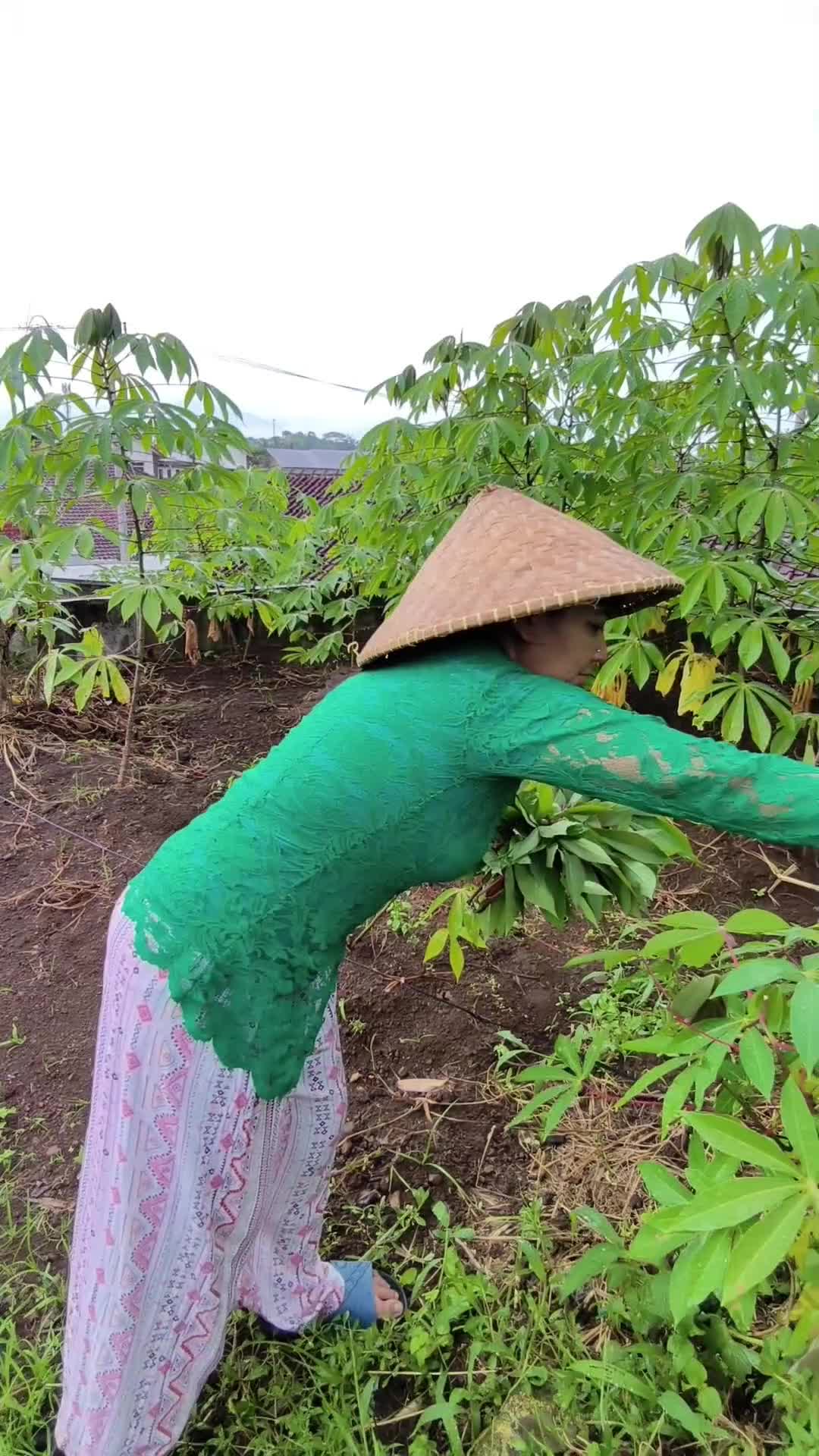 daun singkong enak dijadikan lalab  #RCTIPlus #komedi 