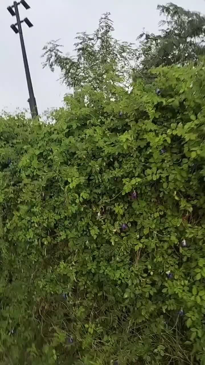 wah ternyata di singapur juga ada tanaman turi 😍 #singapura  #dayinmylife  #HOTrctiplus 