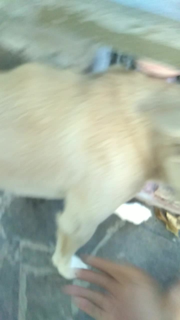 My hound skill Micky(male) cuma anjing yang ini kalau ngeliat bokap saya pasti langsung ngebark dan menghindar.