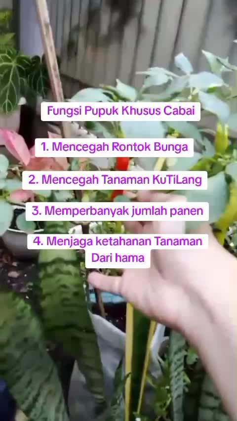fungsi pupuk khusus cabai untuk tanaman cabaimu  #pupukkhususcabai  #fungsipupuk  #berkebun 