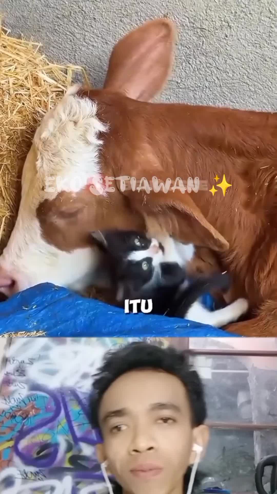 kisah anak kucing yang tersesat di kandang sapi ✨