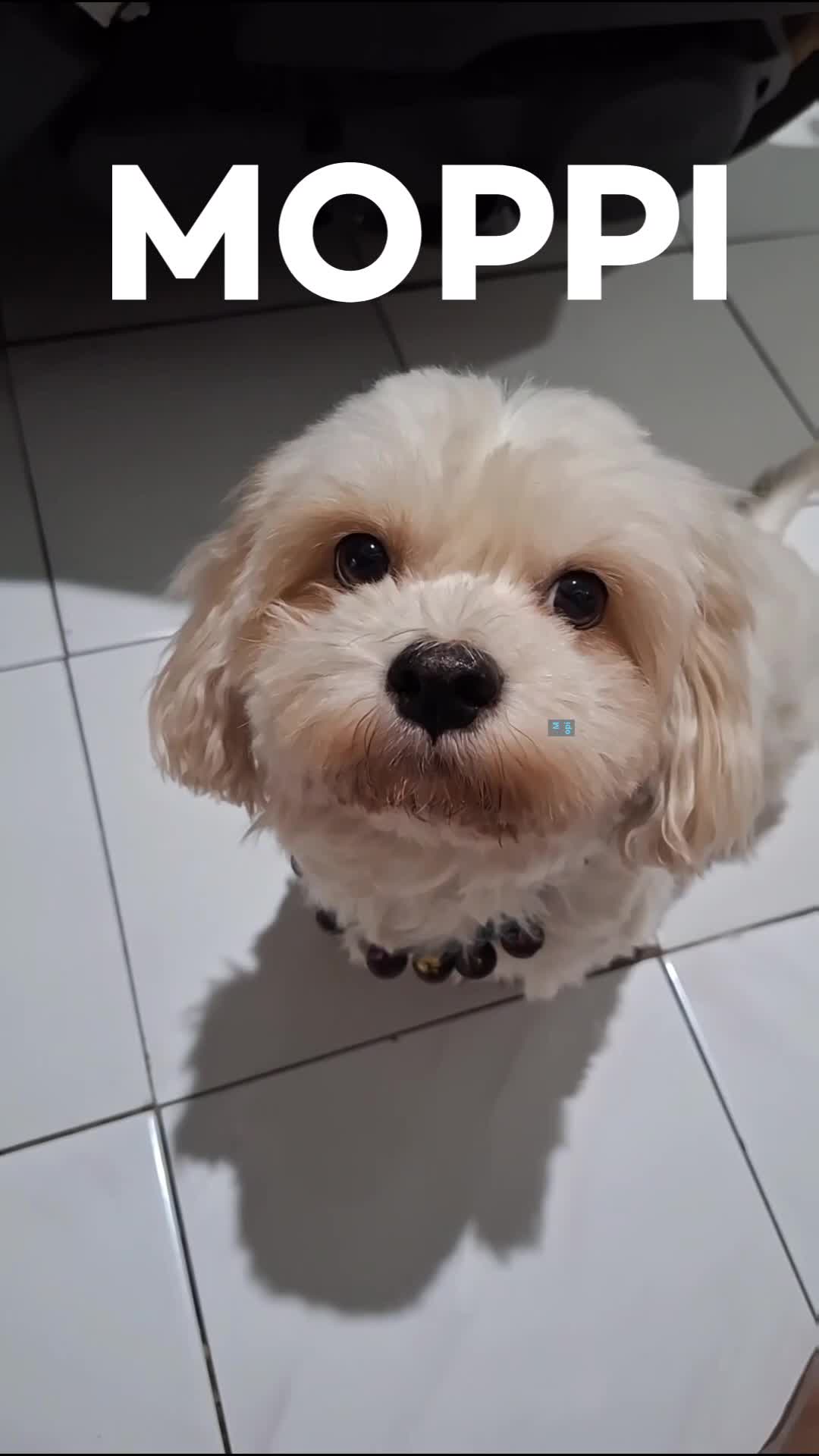 my dogy