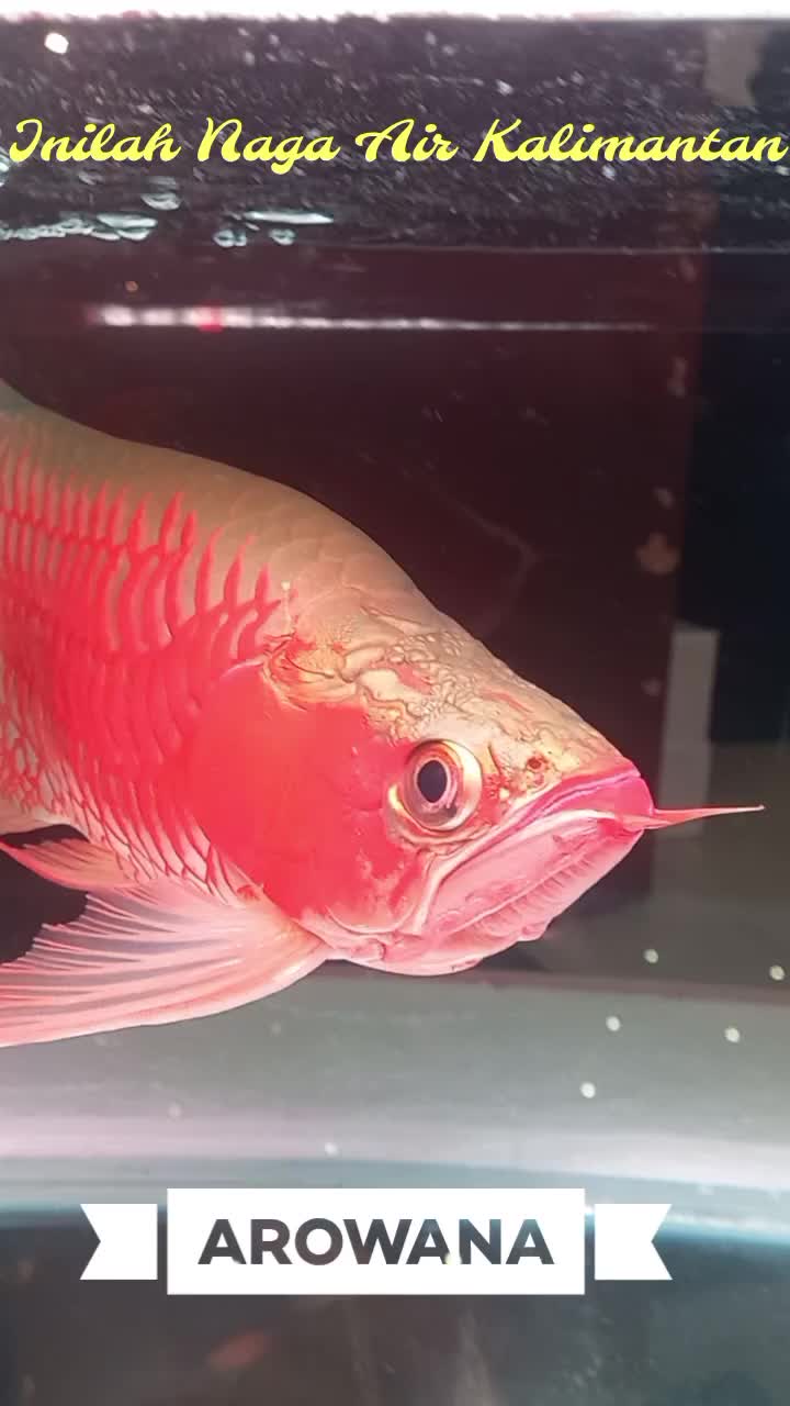 Arowana Naga Air Kalimantan
 #MASAKIKANTONGKOLDENGANBUMBUCABEMERAH  #RCTIPlus  #HOTrctiplus  #shortplus  #shorts 