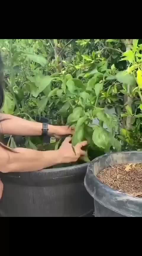 Artis India Priti Zinta  #artisbollywood  #Bollywood  #artisberkebun  #beritaartis  #beritaartisbollywood 