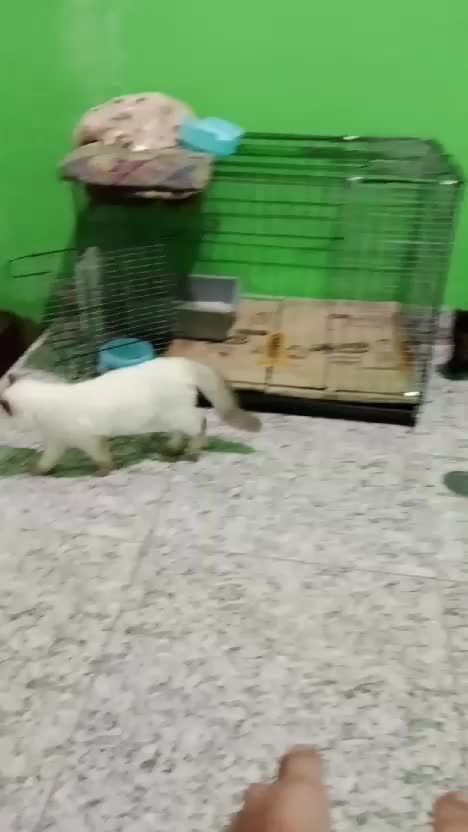  cici dan roki
 #RCTIPlus  #HOTrctiplus  #rcti  #anabul#fypシ゚viral 