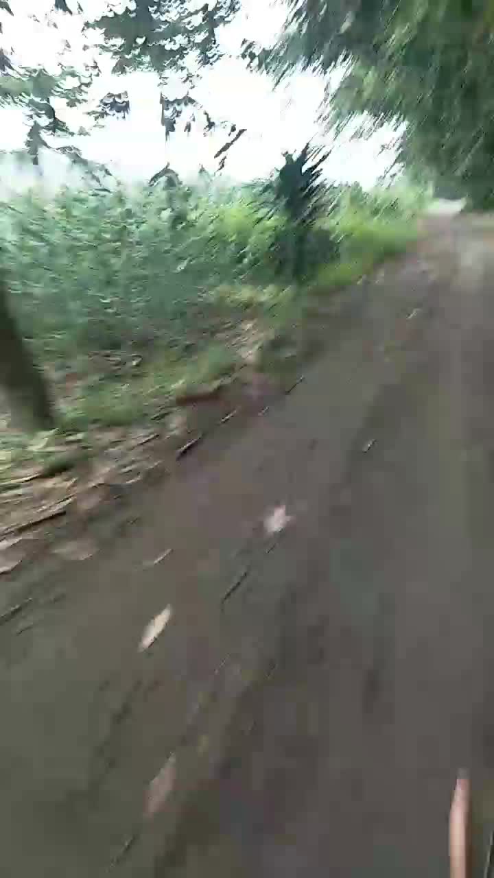 jalan pagi di desa