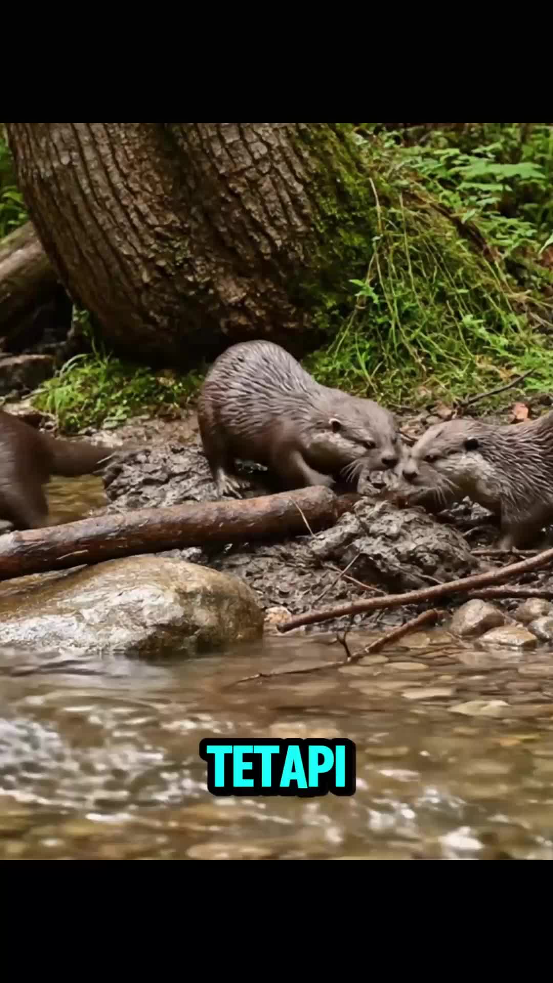 “Berang-Berang: Imut, Jenius, dan Tukang Bendungan Profesional! 🦦🧠”